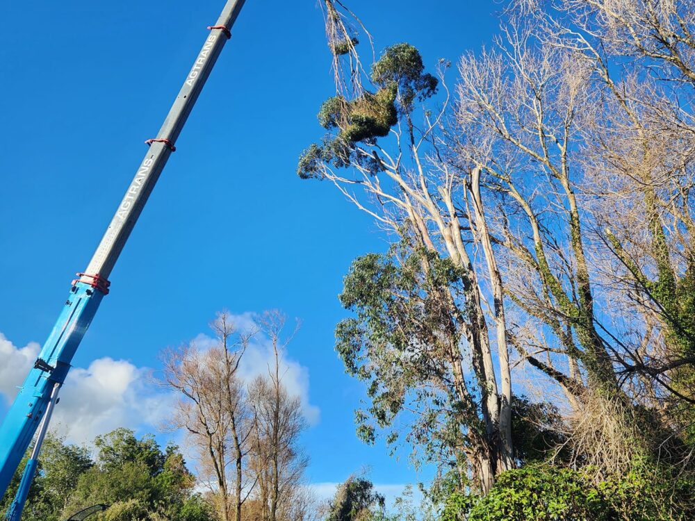 hunger_contracting_tree_removal_forestry_equipment_68