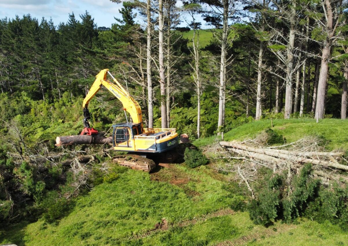 hunger_contracting_tree_removal_services_logging_woodlot_management_5
