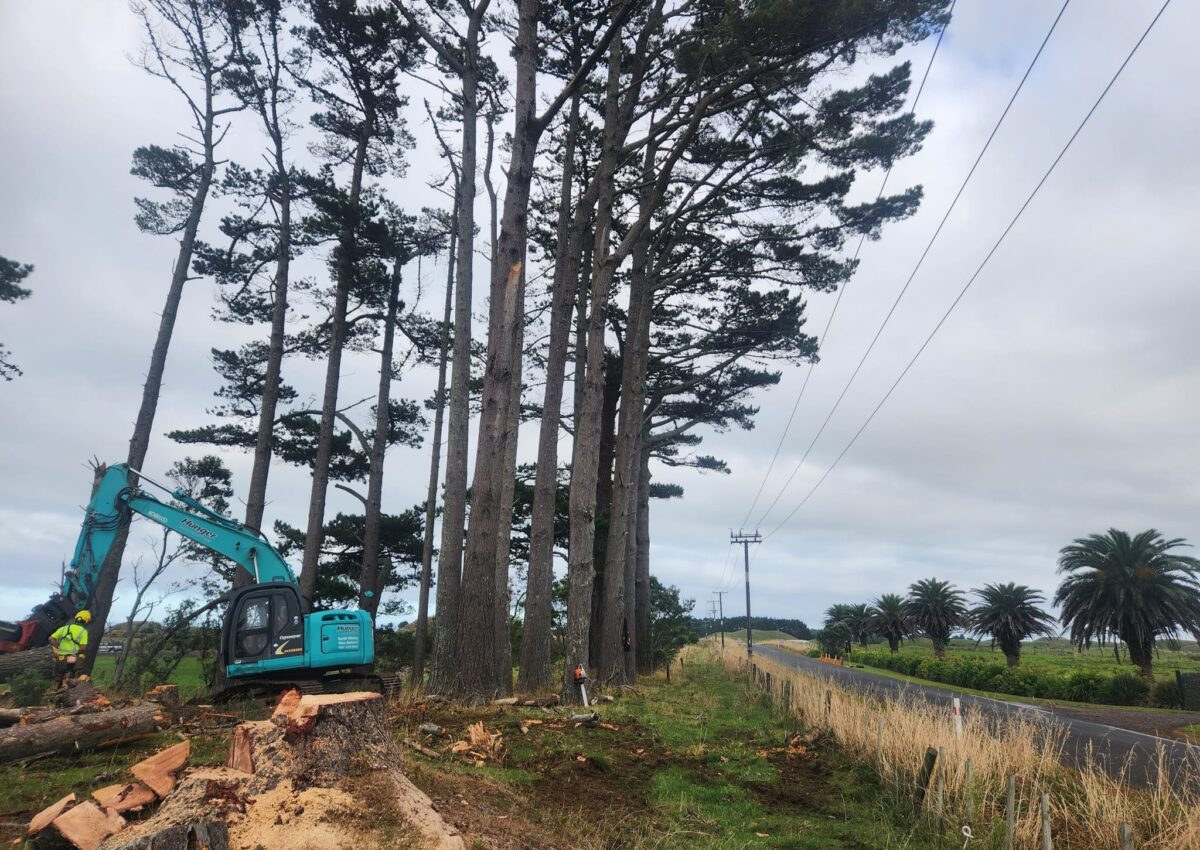 hunger_contracting_tree_removal_services_tree_removal_10