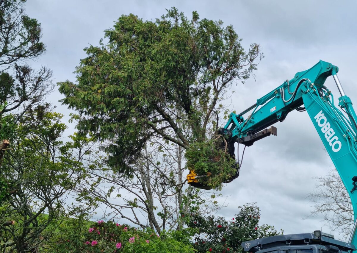 hunger_contracting_tree_removal_services_tree_removal_11