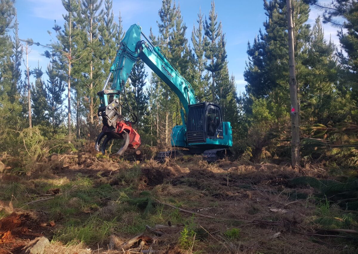 hunger_contracting_tree_removal_services_tree_removal_2