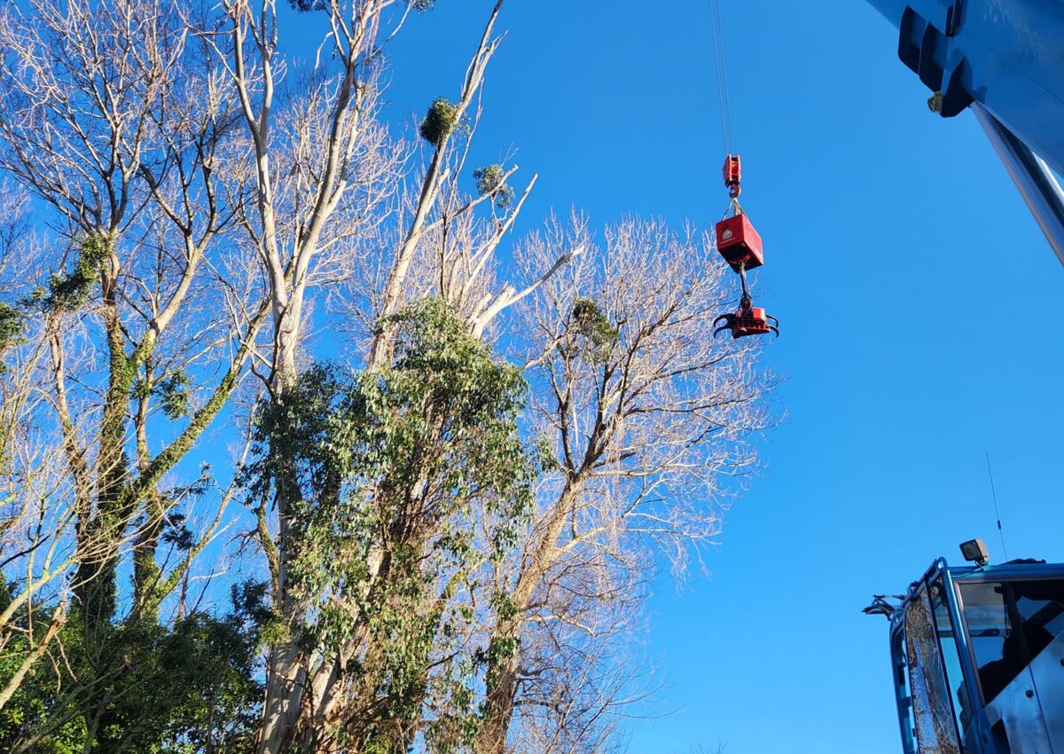 hunger_contracting_tree_removal_services_tree_removal_5