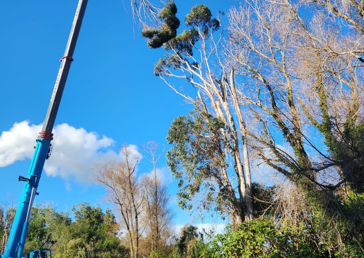 hunger_contracting_tree_removal_services_tree_removal_6