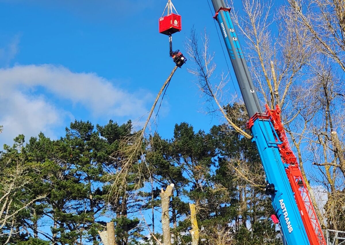 hunger_contracting_tree_removal_services_tree_removal_7